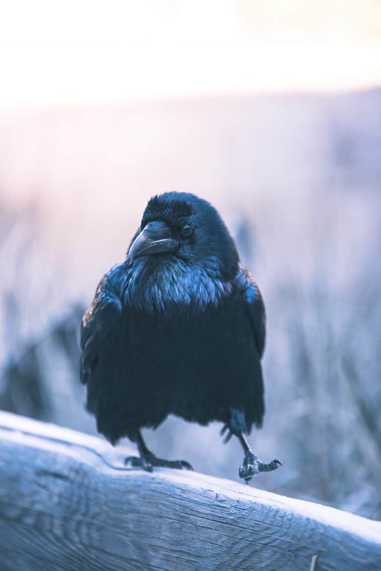 a raven walking across a post with a blurred grayscale background.