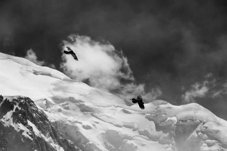 raven flying over snowy mountain black and white